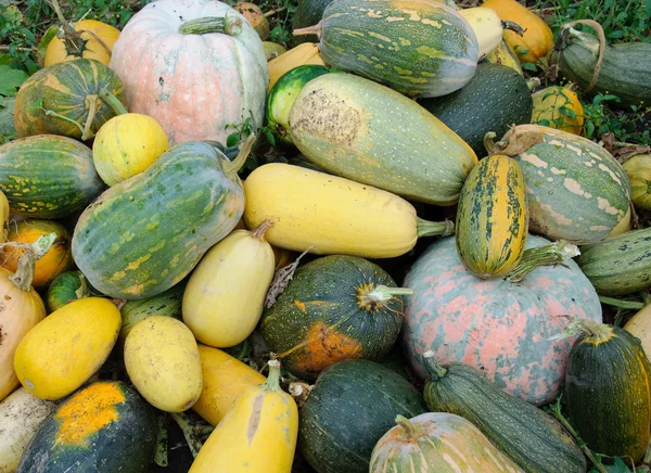 stock image Pumpkin pile