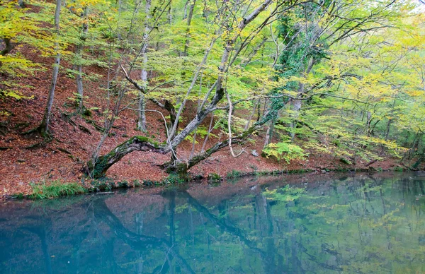 Arbre d'automne sur la rive de la rivière turquoise — Photo