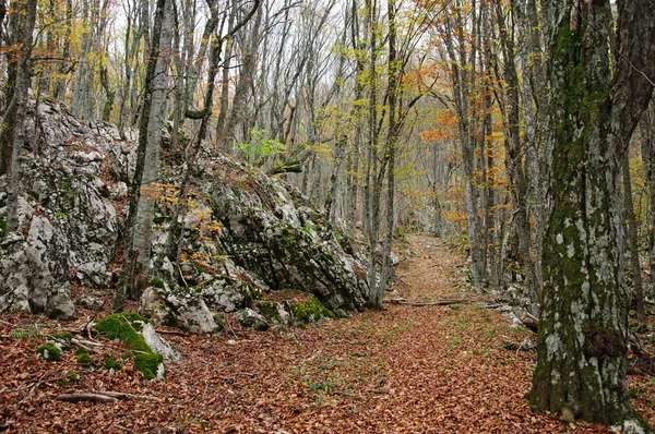 Буковые леса со следами и камнями — стоковое фото