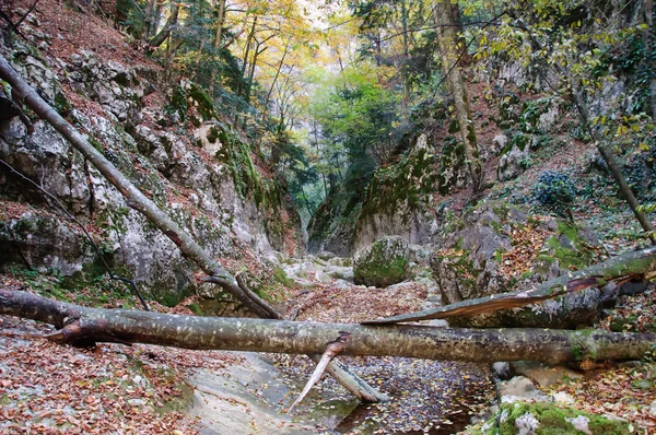 Samotny Spasione drzewo w kanionie — Zdjęcie stockowe
