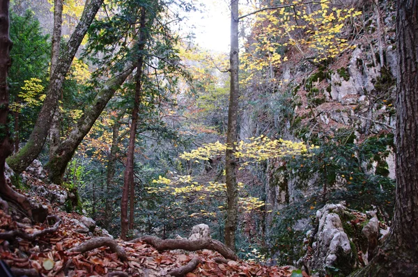 Outono místico paisagem florestal — Fotografia de Stock