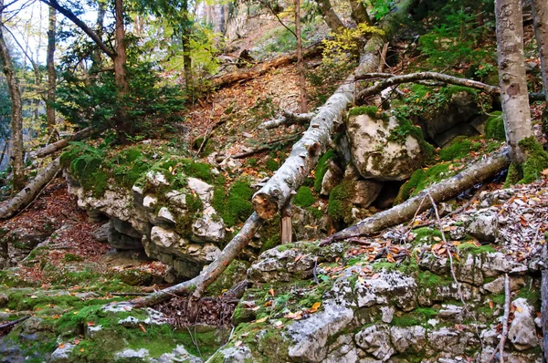 Lonely fallen tree in the Canyon — Stock Photo, Image