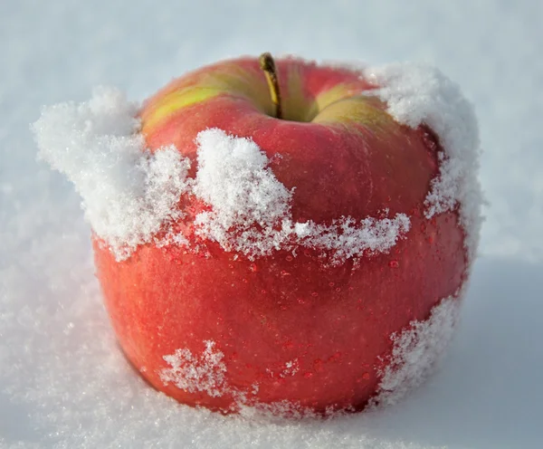 stock image Apple in to snow