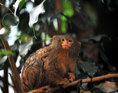 Pygmy marmosets clipart