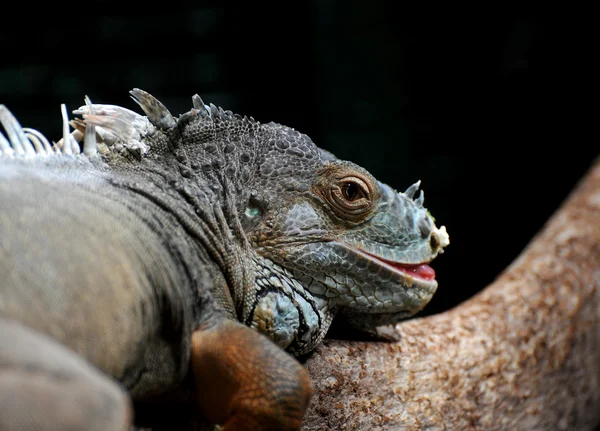 Iguana