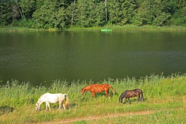Horses on the shore clipart