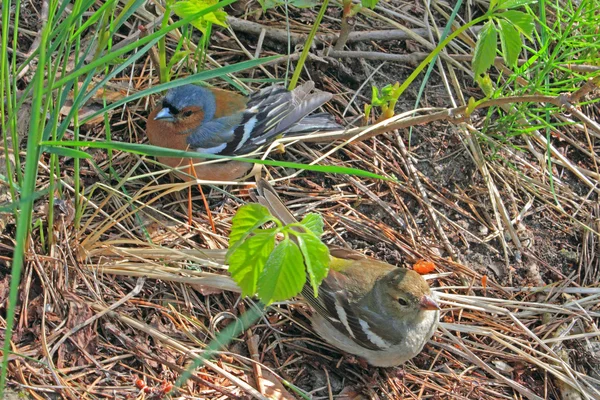 stock image Finch pair