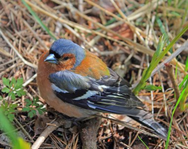 Male chaffinch clipart