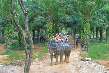 Elephant trekking, Thailand clipart