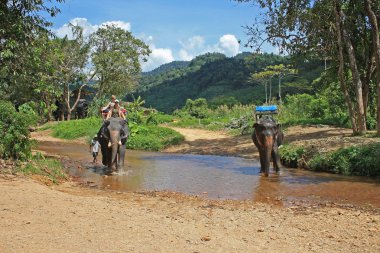 Elephant trekking, Thailand clipart