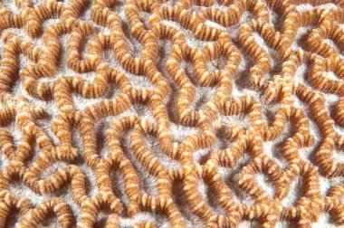 Abstract texture of hard coral clipart