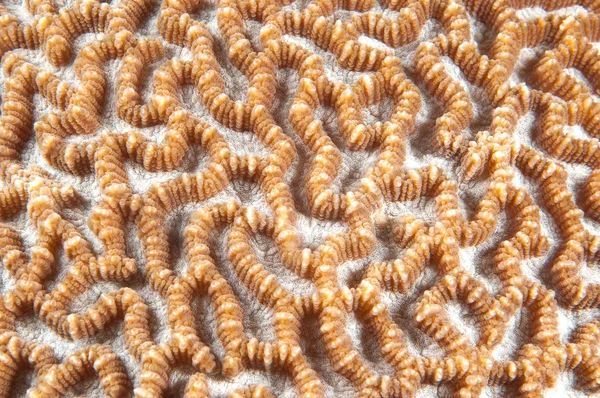 Textura abstrata de coral duro — Fotografia de Stock