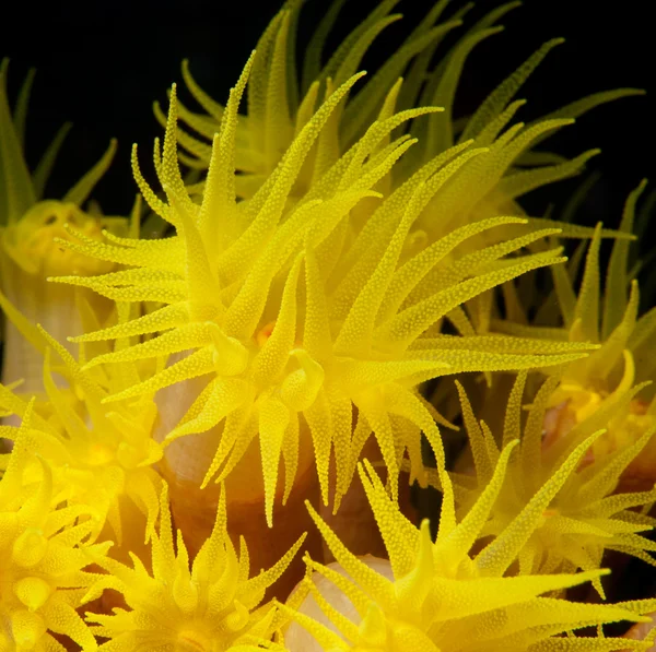 stock image Yellow polyps