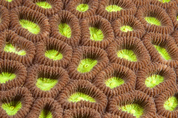 Textura de coral duro Fotos de stock