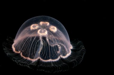 Juvenile jellyfish clipart