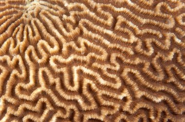 Abstract texture of brain coral clipart