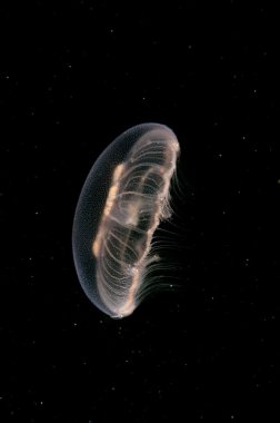 Aurelia aurita) Juvenile jellyfish, Macro clipart