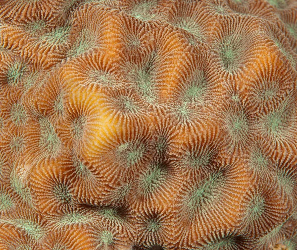 Abstrakt konsistens av koraller — Stockfoto