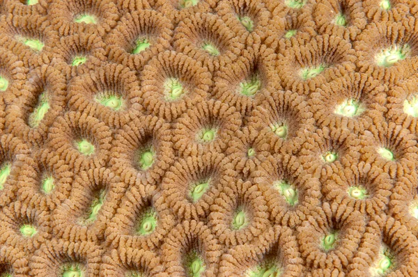 Konsistens av koraller — Stockfoto