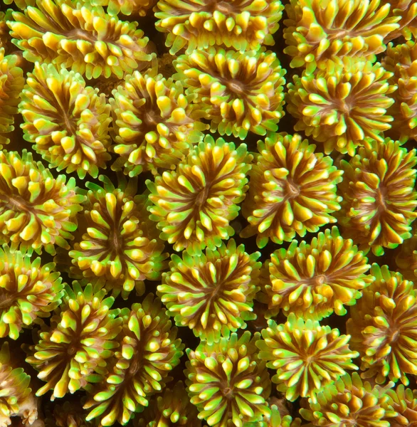 Textura de coral duro — Fotografia de Stock
