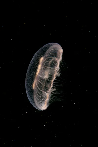 Juvenilní medúzy Aurelia aurita), makro — Stock fotografie