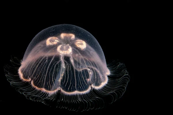 Молодая медуза Лицензионные Стоковые Изображения