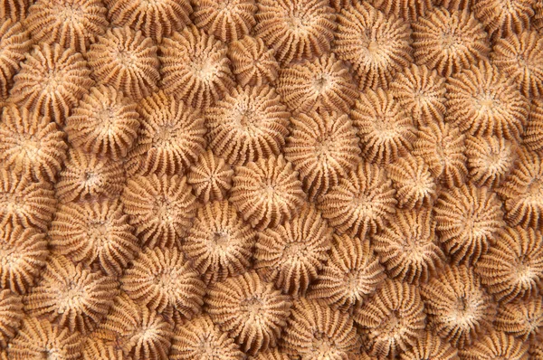 Abstrakt konsistens av koraller Stockbild