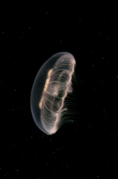 Aurelia aurita) fiatal medúza, makró Stock Kép