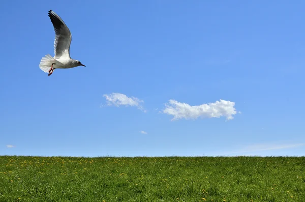 Sea gull létání nad zelené trávy — Stock fotografie