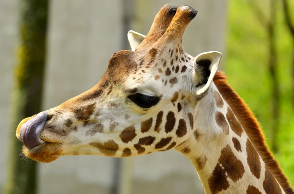 Giraff förlänga hennes tunga — Stockfoto