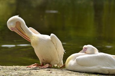 Pelican couple clipart