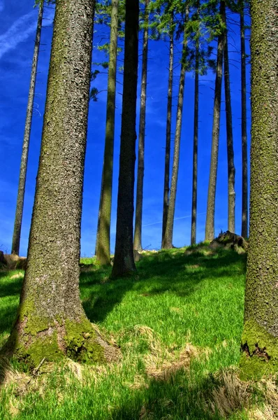 Rand eines Waldes — Stockfoto