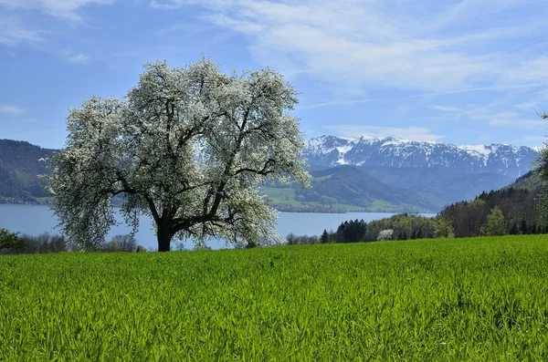 Baum auf einem Feld vor den Alpen — Stockfoto