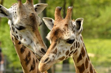 Two Giraffe wispher clipart