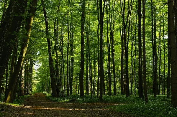 Forest track in spring — Stock Photo, Image