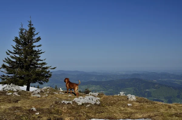 Pies patrząc od góry — Zdjęcie stockowe