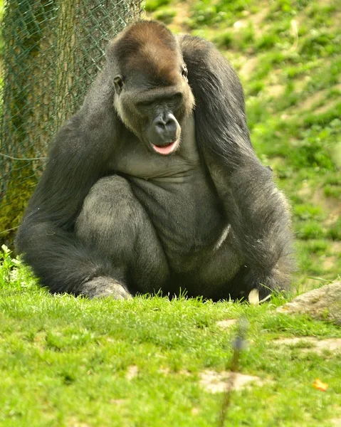 Goryla siedzącego w zielonej trawie — Zdjęcie stockowe