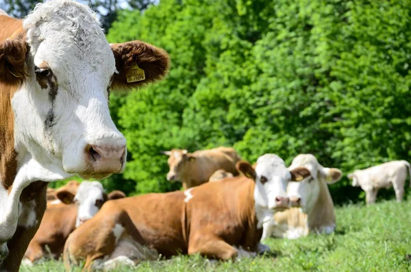 stock image Group of cows on a alp