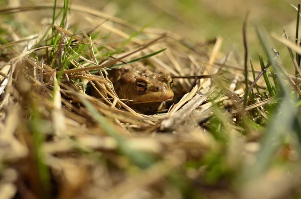 Frog hidden in the grass
