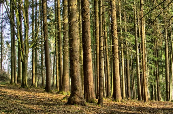 stock image Deep forest with a nice light