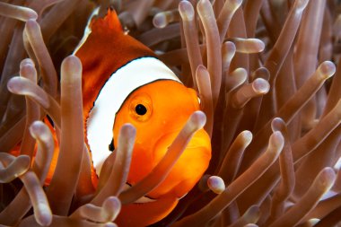 Shy clownfish in a sea anemone taken in Cabilao clipart