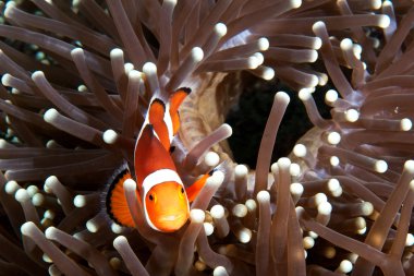 palyaço balığı deniz anemon ile