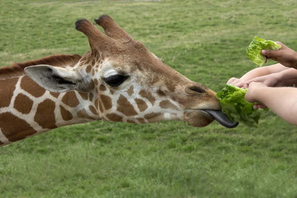 Matdags för en hungrig giraff — Stockfoto