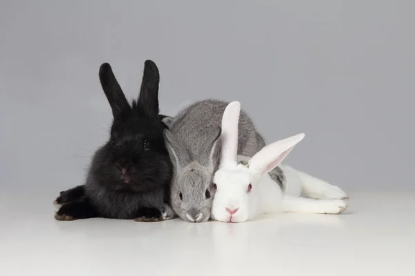 Coniglietti bianchi neri e grigi Fotografia Stock