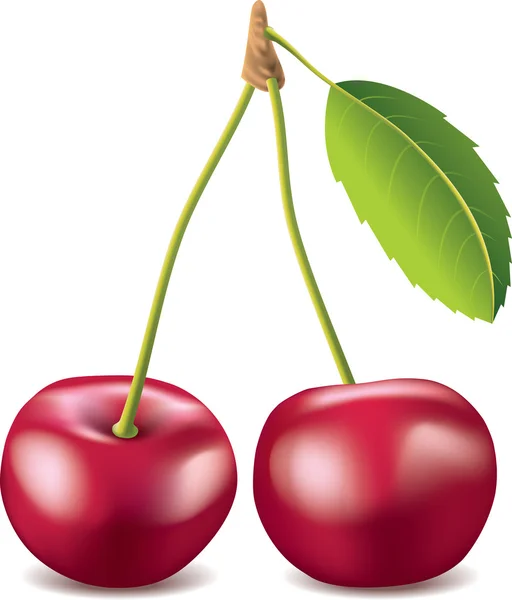 Cherry isolated photo-realistic — Stock Vector