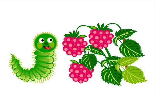 Caterpillar with raspberry — Stock Vector