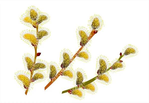 复活节鲜嫩的柳树 — 图库矢量图片