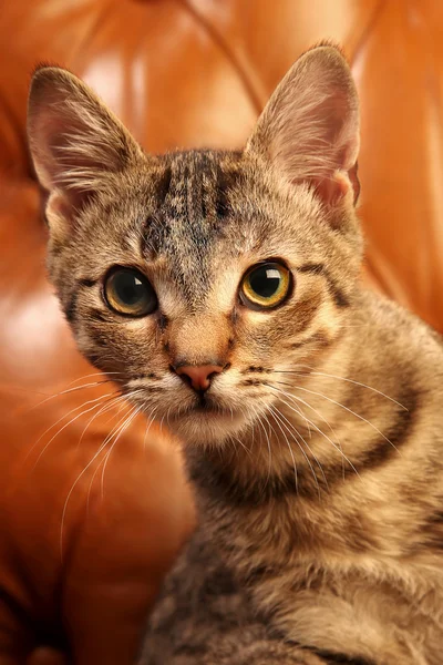 Kedi kahverengi zemin üzerinde — Stok fotoğraf