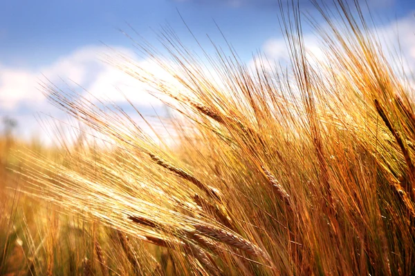 tahıl alan - sahada Mısır gevreği