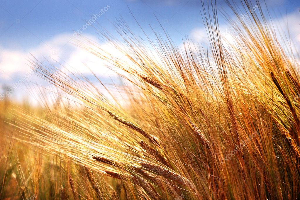 Grain field - cereal on field